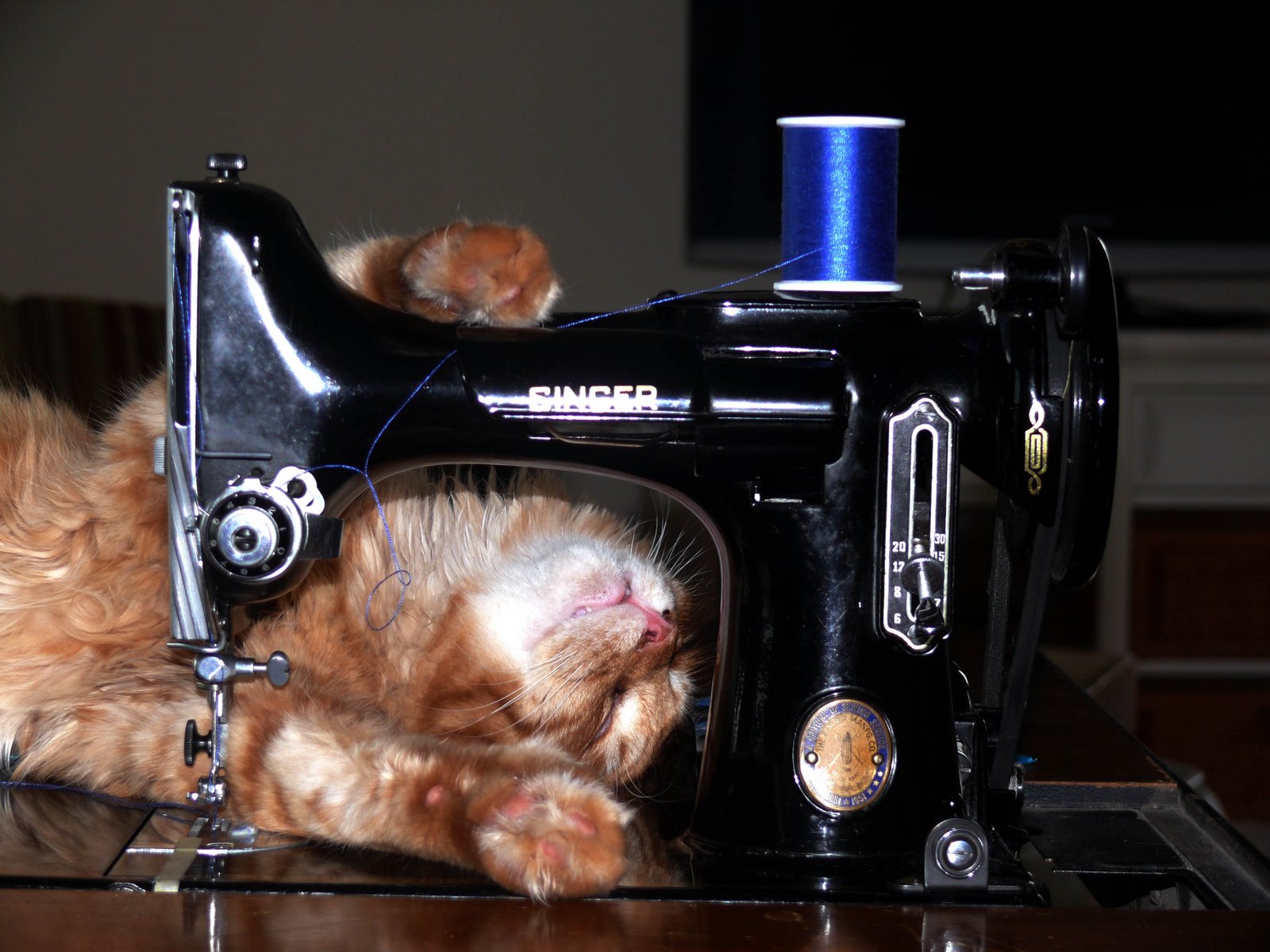 Кошка и швейная машинка